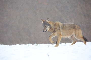 The wild european wolf (Canis lupus lupus) in the snow blizzard.