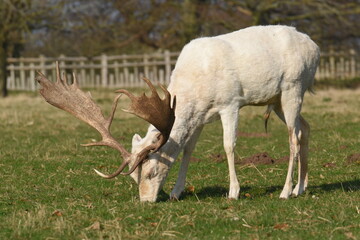 a group of deer in a field
