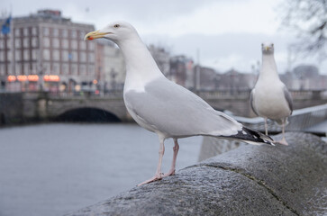 Dublin: Möwe an der O'Connell Bridge	