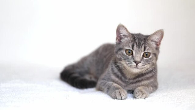 little gray kitten on a gray background