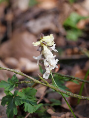 Weiß blühender Hohle Lerchensporn (Corydalis cava) in Frühling