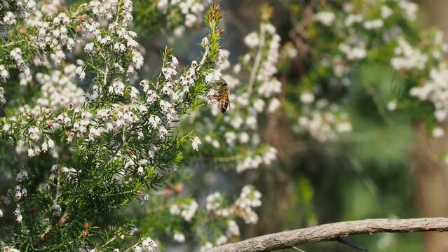 bee on top erika flowers