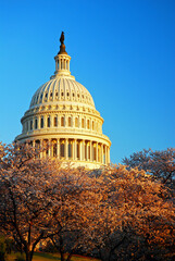The US Capitol dome rises above blooming cherry blossoms in Washington, DC