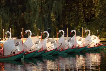 Foto op Aluminium Boston's famed swan boats rest in the late afternoon in the Publik Garden © kirkikis