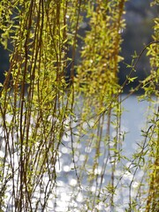 Grüne Triebe an der Trauerweide
