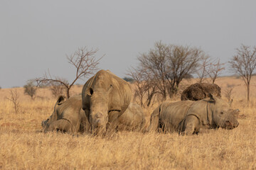 Fototapeta premium Dehorned White Rhino, South Africa