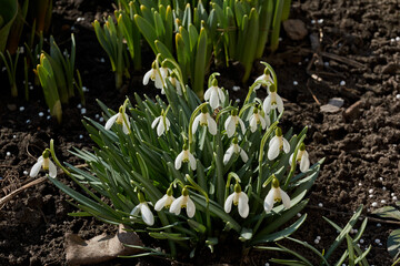 Snowdrops bloom on the lawn in the garden. The snowdrop is a symbol of spring. Snowdrop, or Galanthus (lat. Galanthus), is a genus of perennial herbs of the Amaryllis family (Amaryllidaceae).