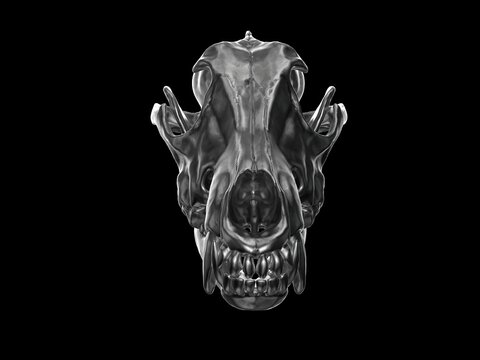Dark metal wolf skull - front view