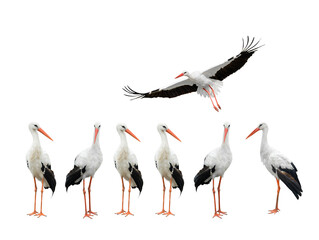 storks isolated on white background