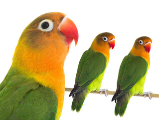 Fototapeta na wymiar fischeri lovebirds parrot on a white background