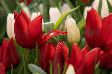 Fototapeta premium Close-up of daffodils and tulips. Raindrops, spring freshness. Beautiful spring postcard