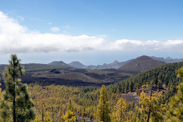 Black lava fields and green pine forest of the Chinyero and Teide volcanoes with bright shining sun and blue sky