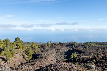 Black lava fields and green pine forest of the Chinyero and Teide volcanoes with bright shining sun and blue sky