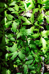 Seedlings of tomatoes and cucumbers grown at home.