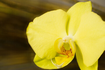 Yellow phalaenopsis orchid flower with motion blur background
