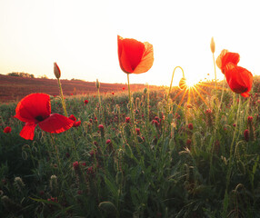 Nice poppy flowers in the sunset