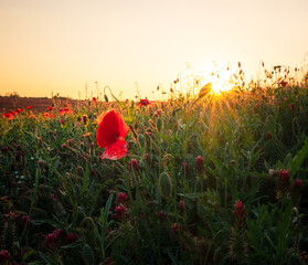 Nice poppy flowers in the sunset