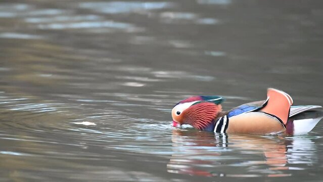 Colorful mandarin duck swims in the river and eats a piece of bread floating in the water. Aix galericulata. 4k.