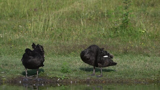 Two Black swan the lake. Cygnus atratus Birds stand on the shore and clean their feathers.