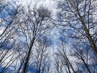 Fototapeta na wymiar trees and sky in winter