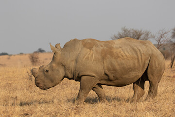 Obraz premium Dehorned White Rhino, South Africa