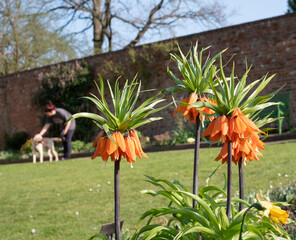 Orange crown imperial lilies, Fritillaria imperialis, photographed at Eastcote House Gardens, London Borough of Hillingdon, UK in spring.
