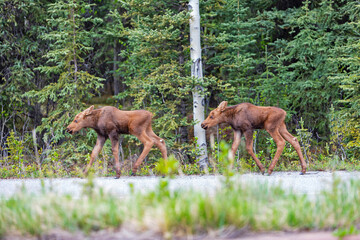 Baby moose siblings exploring Denali Park, in Alaska, early Spring.