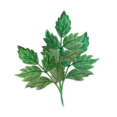 Watercolor illustration isolated object of rose leaf, branch with leaves, classical drawing from nature.