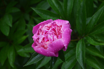 Peony