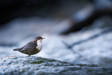 White-throated dipper (Cinclus Cinclus) in habitat