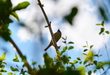 Freedom