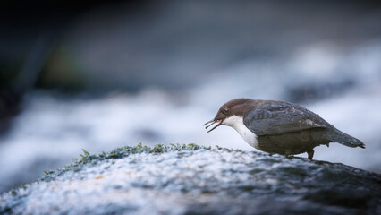 White-throated dipper feeding in stream