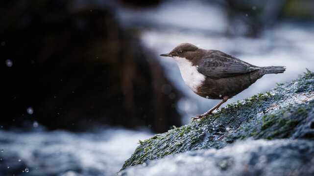 White-throated dipper (Cinclus Cinclus) in stream