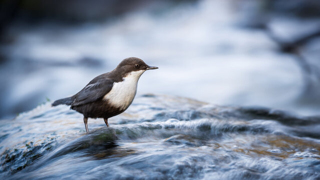 White-throated dipper (Cinclus Cinclus) standing in the stream