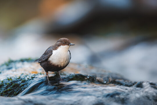 White-throated dipper standing in the middle of the stream