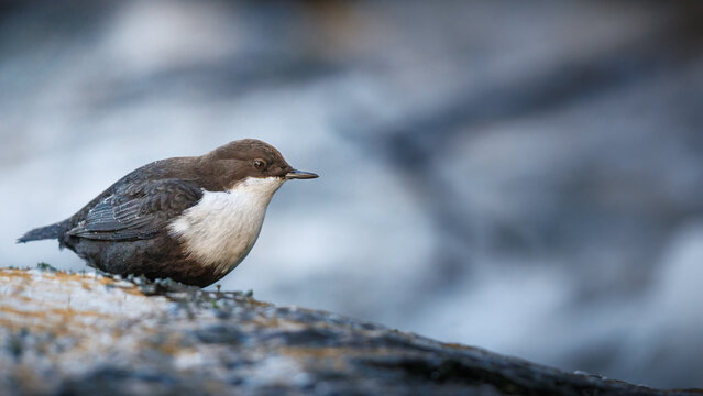 White-throated dipper (Cinclus Cinclus) in stream