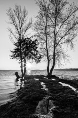 Shore of Trasimeno lake Umbria, Italy with skeletal, textured trees