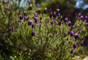 Obraz premium Spanish lavender (Lavandula stoechas) springtime purple flowers