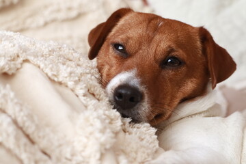 Dog lying lazily on pillows. Jack Russell Terrier (JRT)
Pies leżący leniwie na poduszkach. Jack...