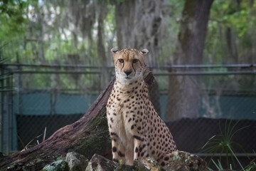 cheetah sitting on the grass