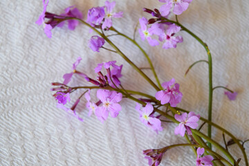 Naklejka na ściany i meble Delicate lilac flowers on a white background
