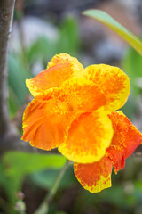 Bright orange tropical flower. Beauty in nature, exotic plants.
