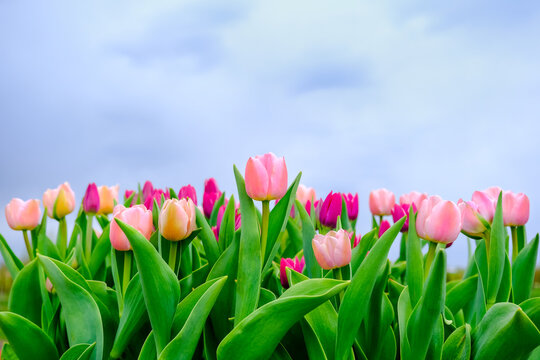 Beautiful field of pink or Magenta tulips close up and blue sky. Spring background with tender tulips. Pink floral background. Spring banner.
