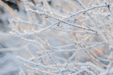 Structure and texture of ice lenses, frozen snowflakes on a tree branches. Frost and cold. Cold...
