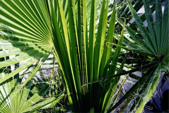 Washingtonia Robusta - Washington Palm