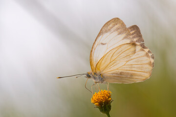 borboleta-brancão (Ascia monuste)