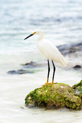 A beautiful white heron bird stands on the rocks on the Caribbean coast of the Dominican Republic.
