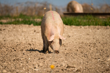 free range landrace pig at large on a sunny day