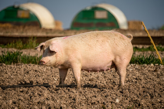 free range landrace pig at large on a sunny day
