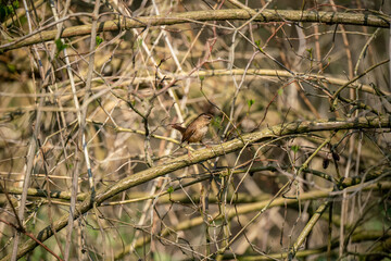 a tiny wren (Troglodytidae) with a beak full of moss ready for the nest